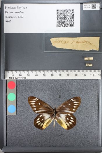 Media type: image;   Entomology 130296